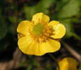 Ranunculus franchetii. Цветок. Приморский край, Спасский р-н, окр. с. Хвалынка, дубняк леспедециевый. 07.05.2013.