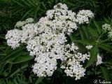 Sambucus ebulus