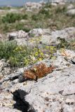 Ferula karataviensis