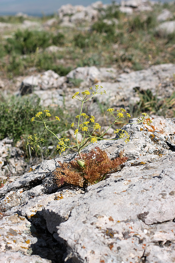 Изображение особи Ferula karataviensis.