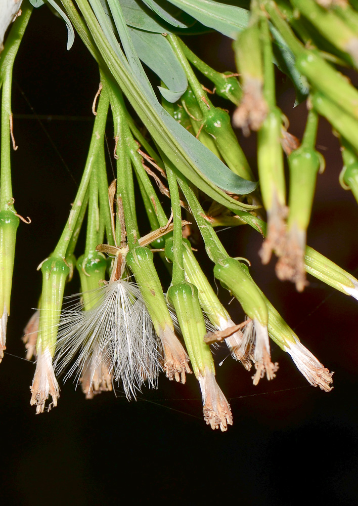 Image of Kleinia neriifolia specimen.