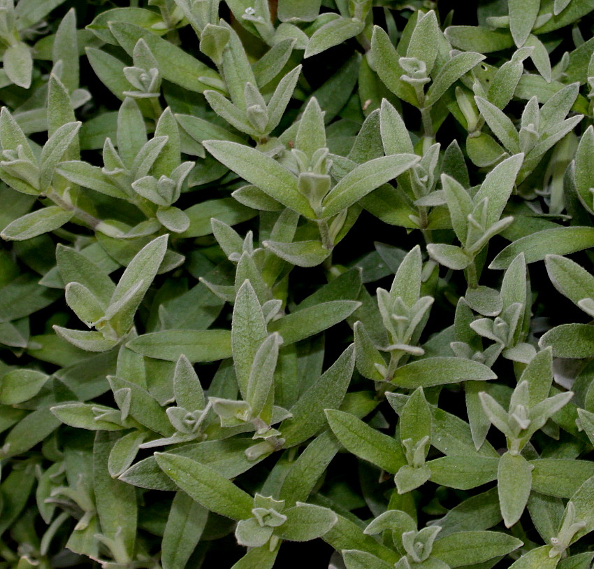 Image of Cerastium tomentosum specimen.