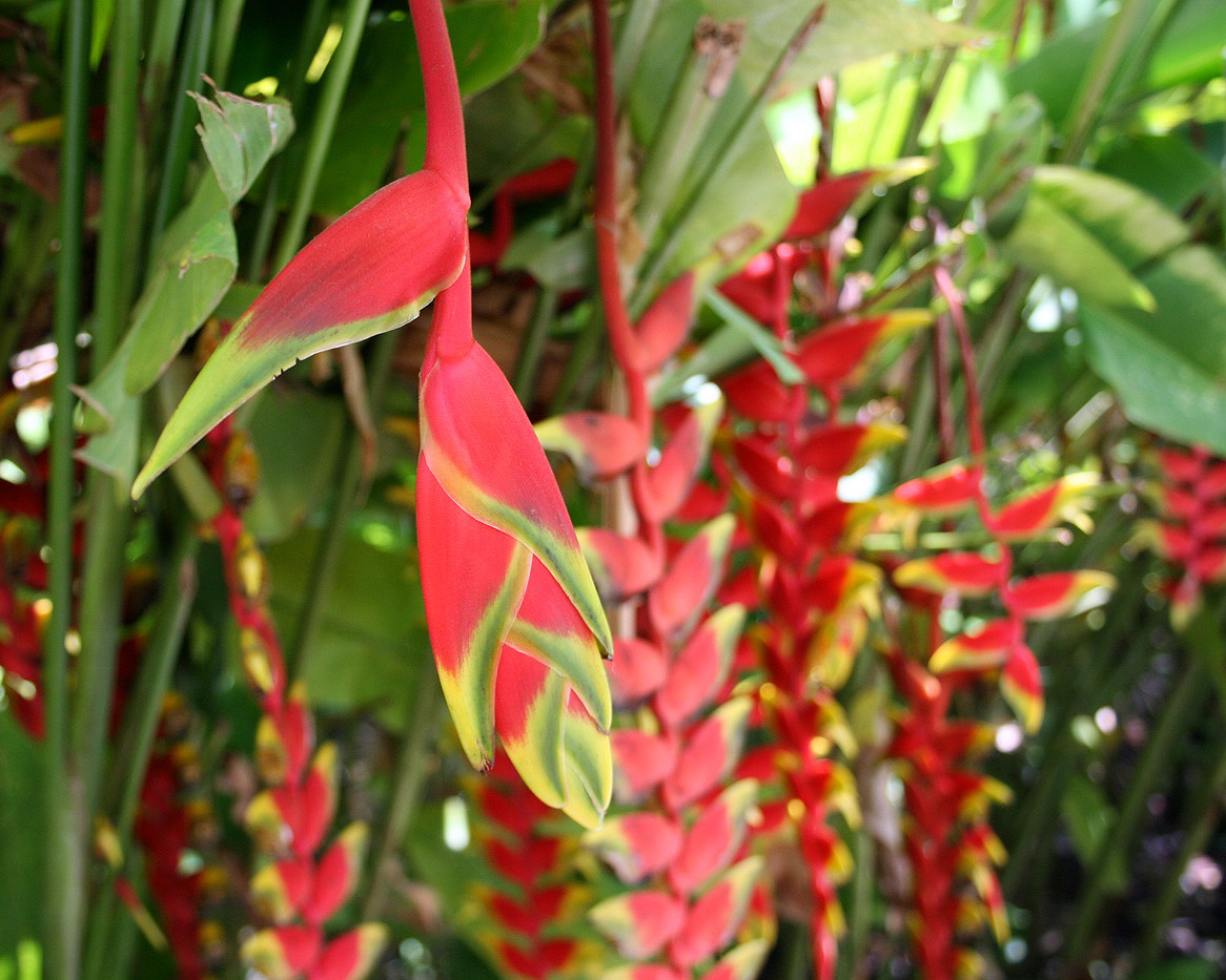 Image of Heliconia rostrata specimen.