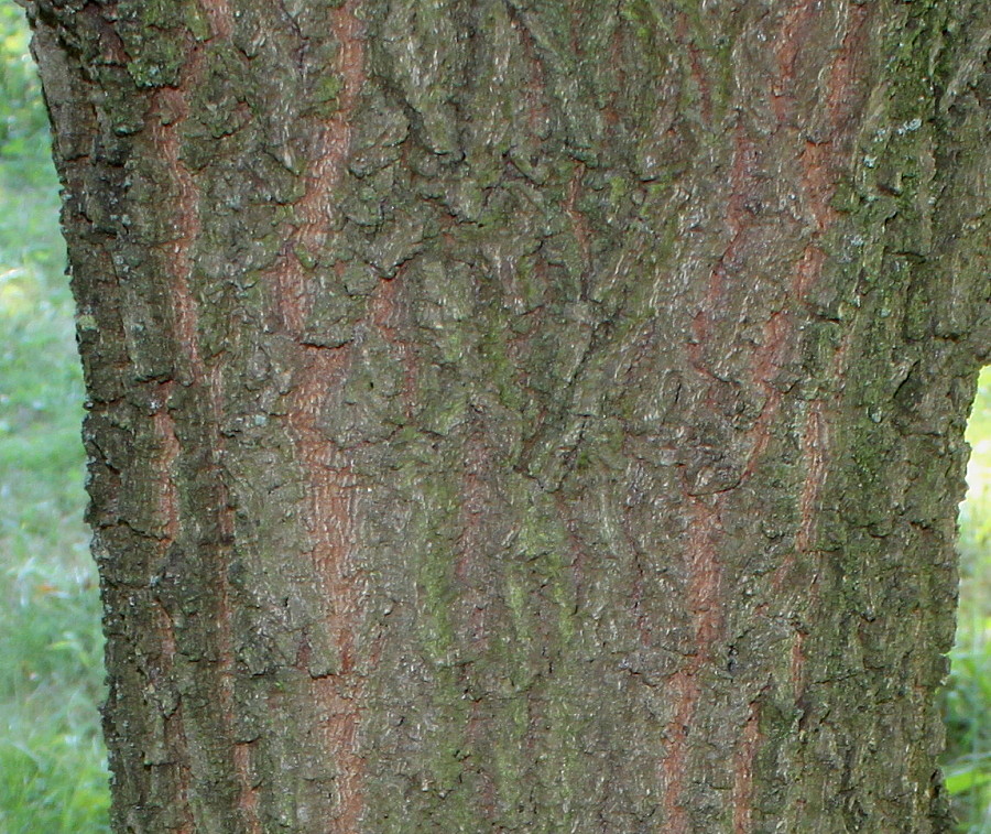 Image of Quercus iberica specimen.