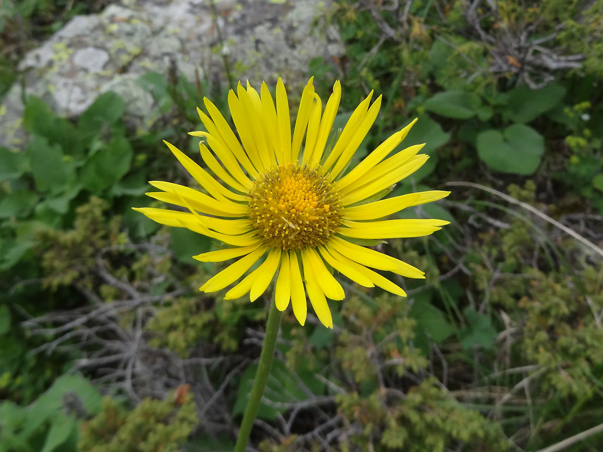 Изображение особи Doronicum turkestanicum.