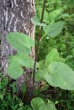 Ligularia thomsonii