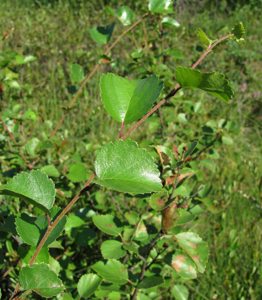 Изображение особи Betula humilis.