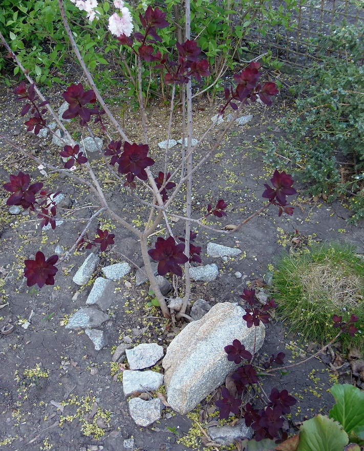 Image of Cotinus coggygria specimen.