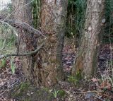 Nothofagus pumilio. Комлевые части стволов многоствольного растения. Германия, г. Дюссельдорф, Ботанический сад университета. 02.03.2014.