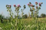 Cirsium setosum. Верхушки цветущих растений. Восточный Казахстан, Уланский р-н, окр. с. Украинка, луг. 05.07.2005.