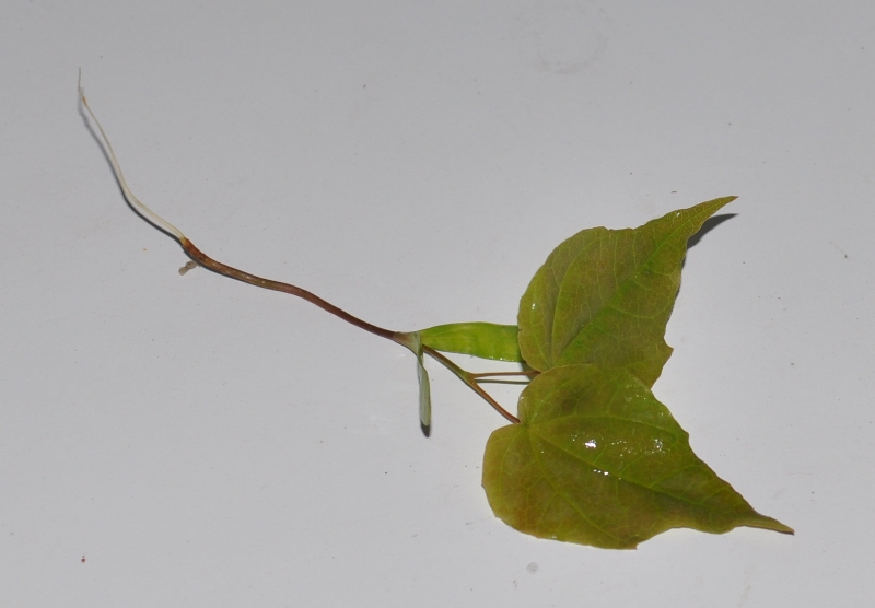 Image of Acer negundo specimen.