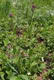 Hesperis sibirica