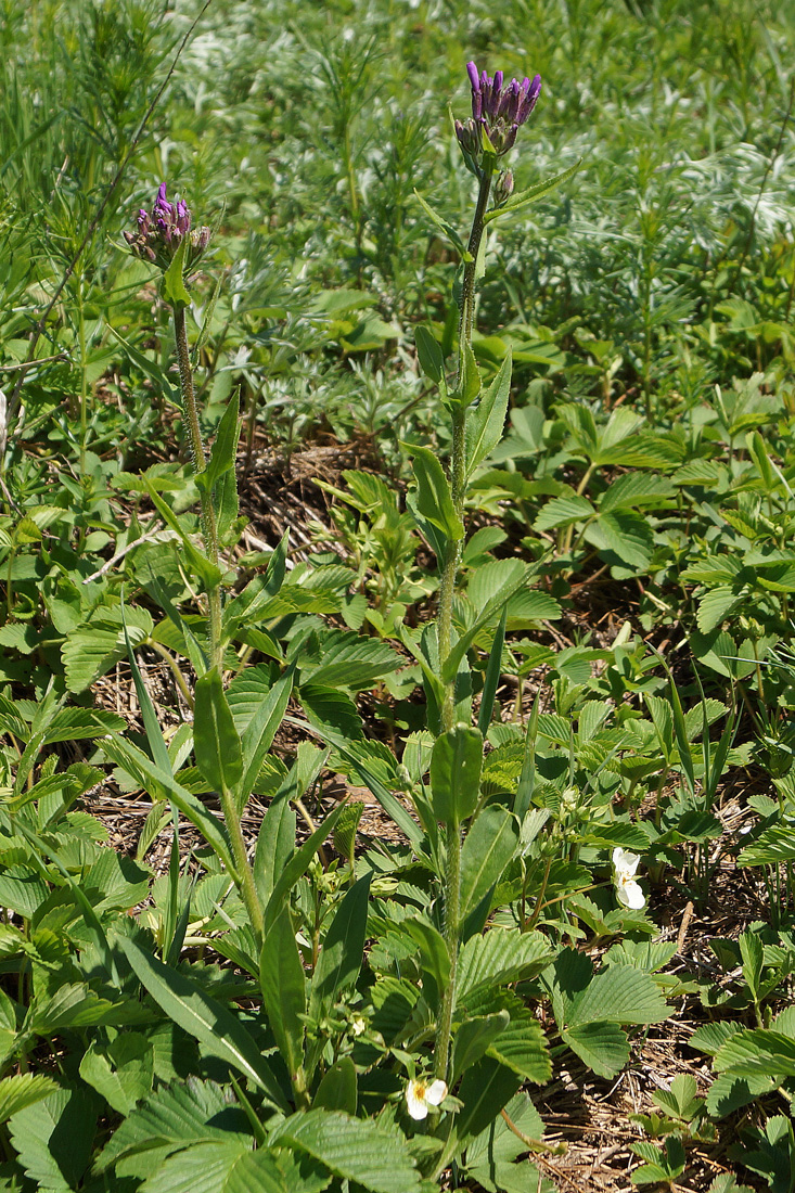 Image of Hesperis sibirica specimen.