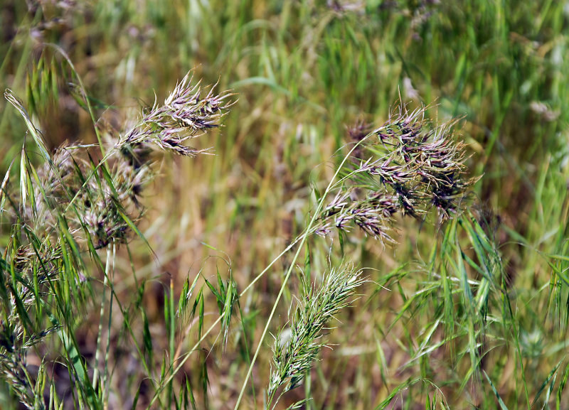 Image of Poa bulbosa ssp. vivipara specimen.