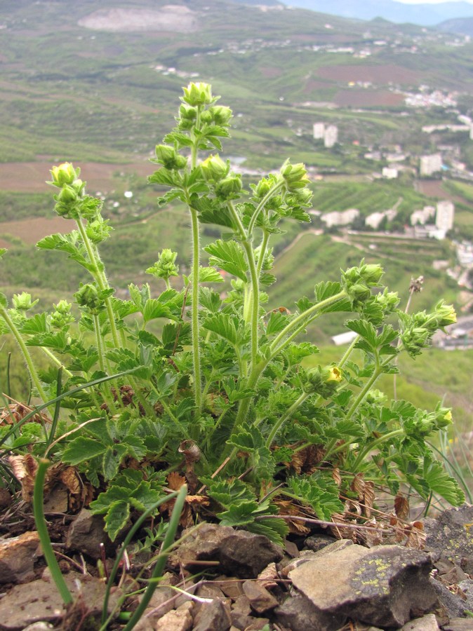 Изображение особи Potentilla geoides.