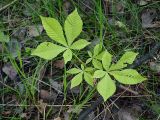 Aesculus hippocastanum. Молодое растение. Санкт-Петербург, Пискарёвский парк, в березняке, 29 мая 2009 г.