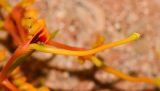 Grevillea robusta