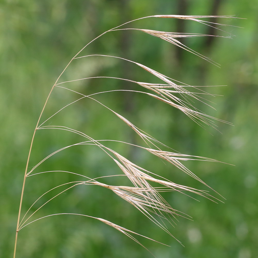 Image of Anisantha sterilis specimen.
