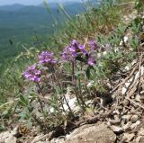 Thymus markhotensis