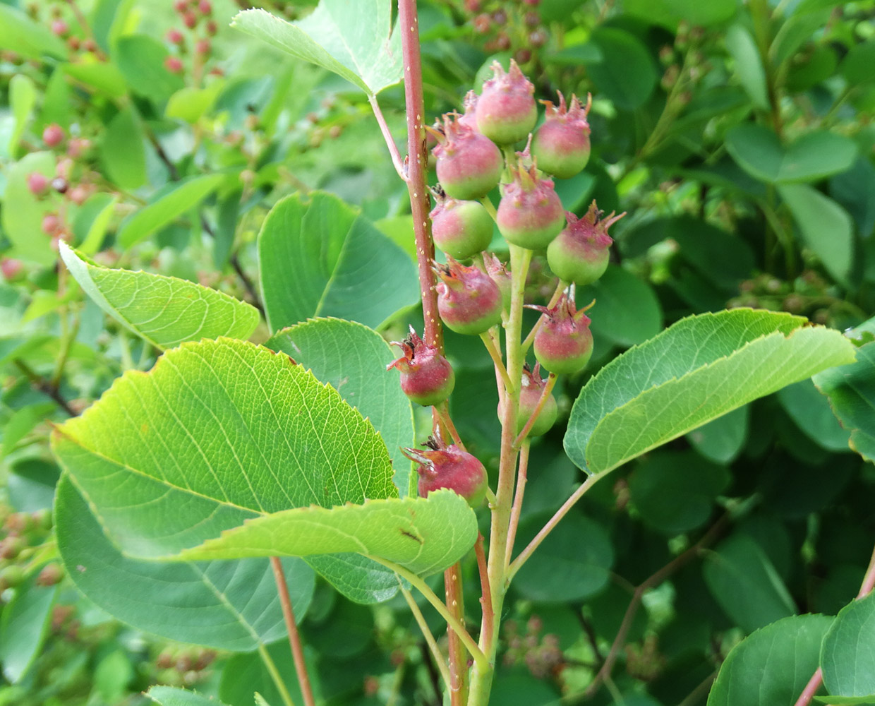 Image of Amelanchier ovalis specimen.