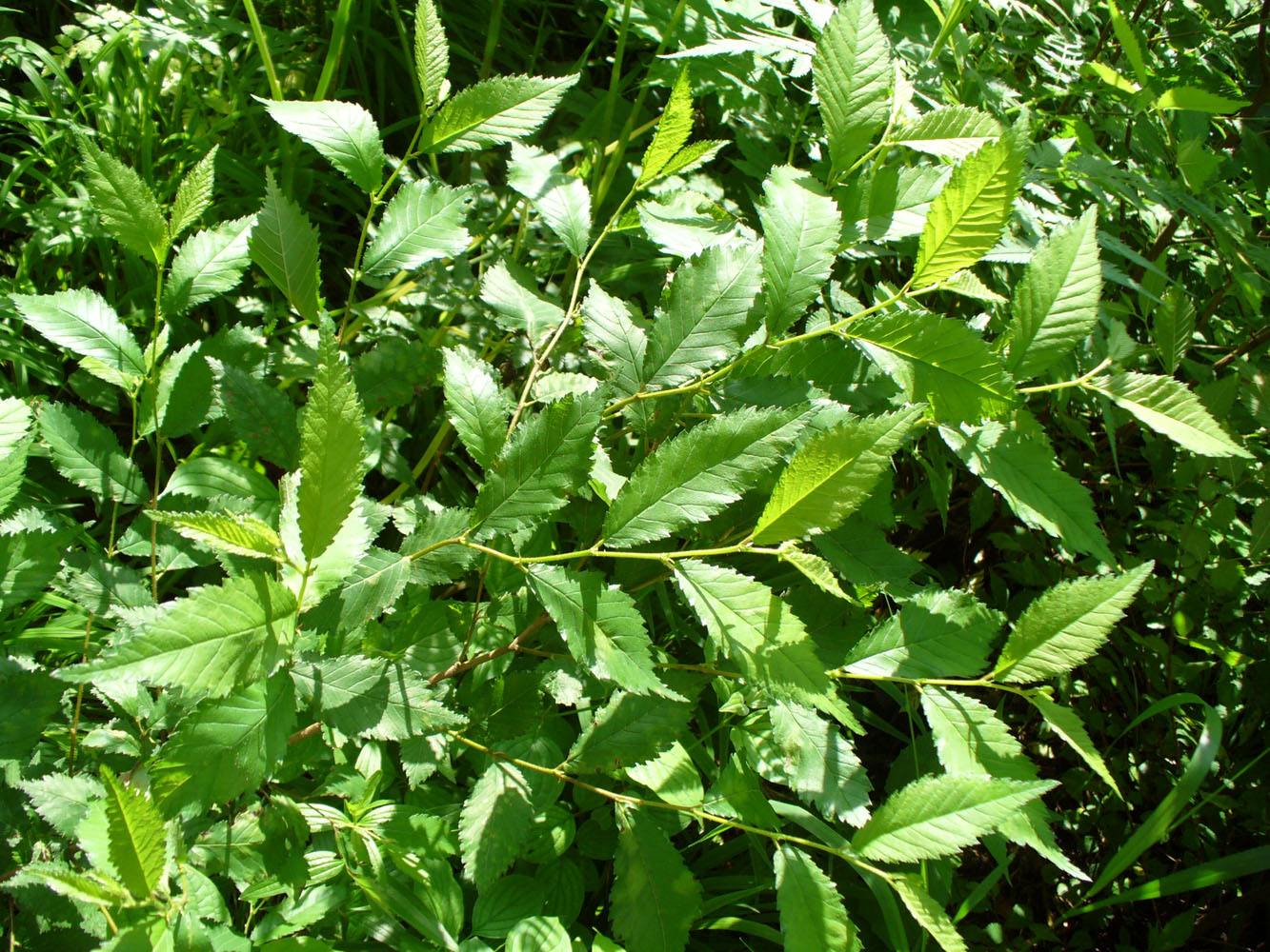 Изображение особи Ulmus pumila.