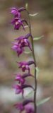 Epipactis atrorubens