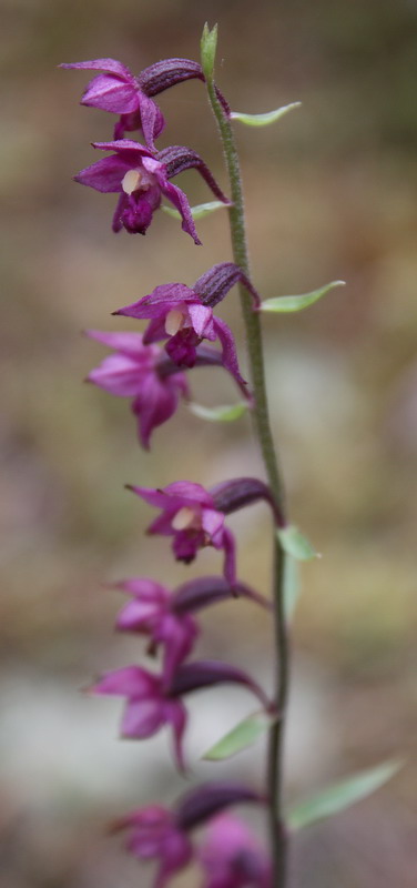 Изображение особи Epipactis atrorubens.