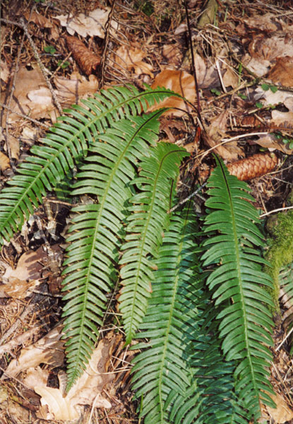 Image of Blechnum spicant specimen.