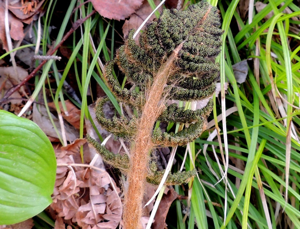 Image of Osmundastrum asiaticum specimen.