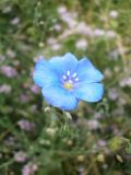 Linum austriacum