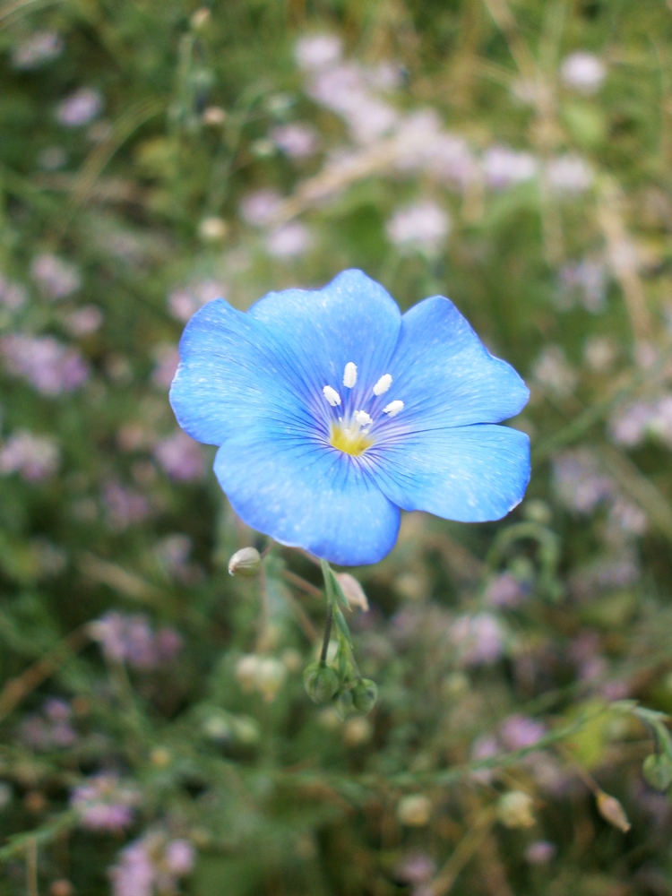 Изображение особи Linum austriacum.