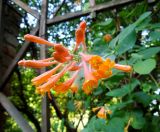 Lonicera × brownii. Расцветающее соцветие. Москва, Филиал Ботсада МГУ \"Аптекарский огород\". 03.06.2014.