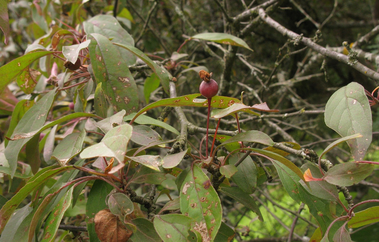 Image of Malus niedzwetzkyana specimen.