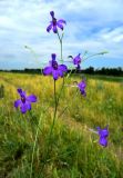 Delphinium paniculatum. Соцветие. Ростовская обл., Азовский р-н, окр. пос. Новый, берег пруда. 11.06.2014.