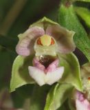 Epipactis helleborine. Цветок. Крым, окр. Ялты, гора Лапата, сосновый лес. 18 июля 2014 г.