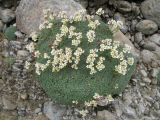 Saxifraga alberti