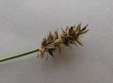 Carex otrubae