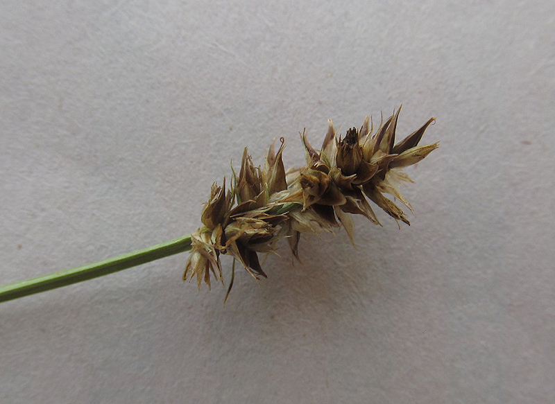 Image of Carex otrubae specimen.