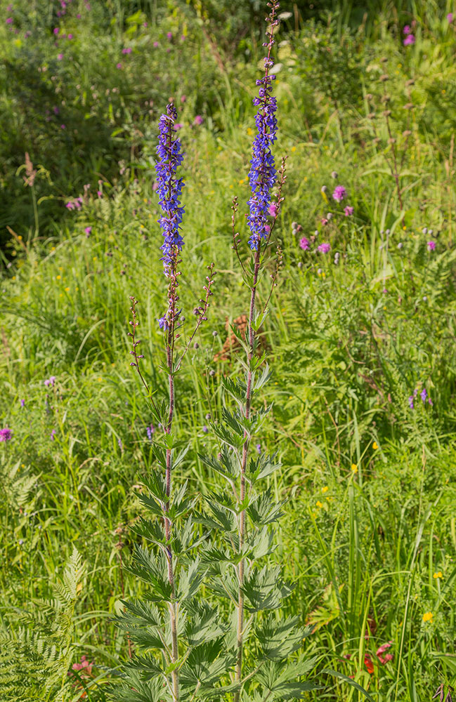 Изображение особи Delphinium retropilosum.