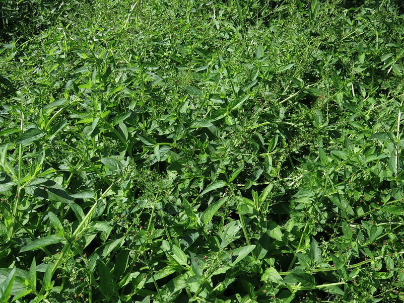 Image of Scrophularia umbrosa specimen.