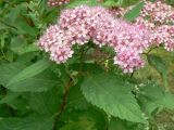 Spiraea japonica. Верхушка побега с соцветием. Санкт-Петербург, Выборгский р-н, парк «Сосновка». 01.08.2014.