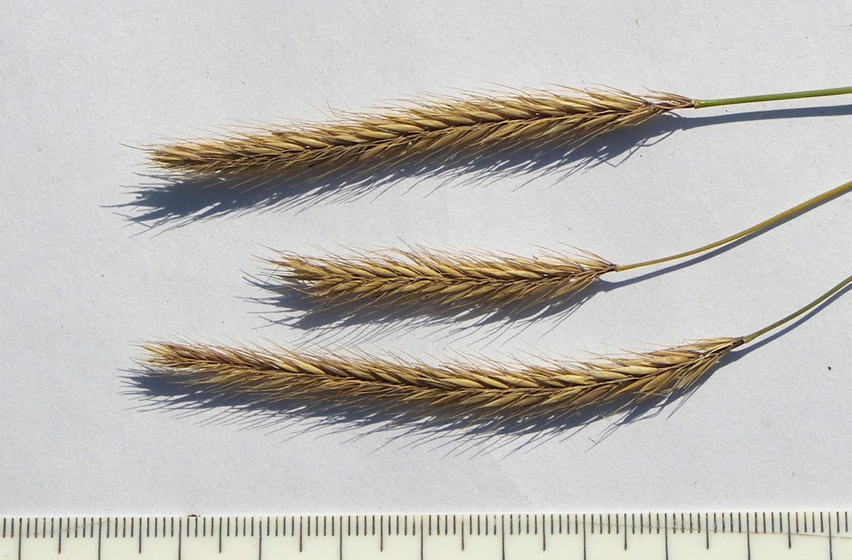 Image of Hordeum violaceum specimen.