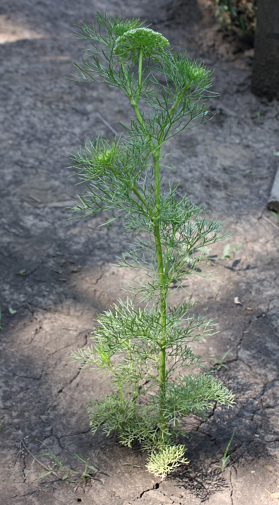 Image of Visnaga daucoides specimen.