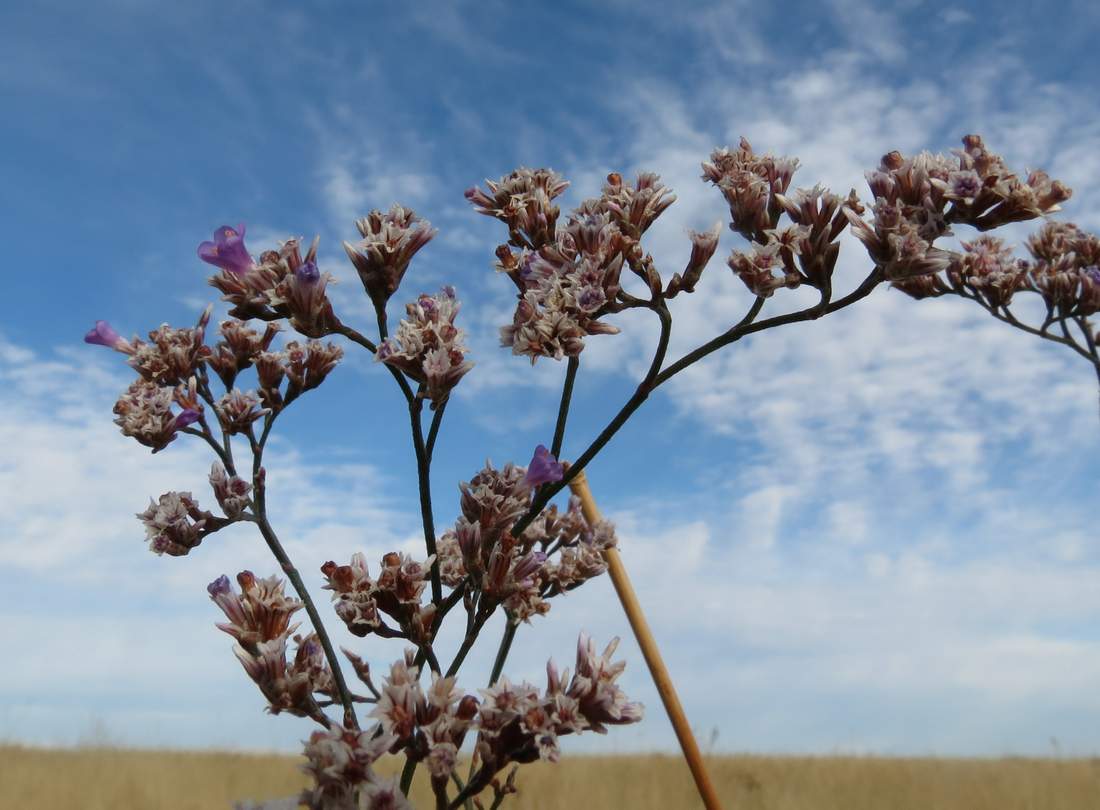 Image of Limonium bungei specimen.