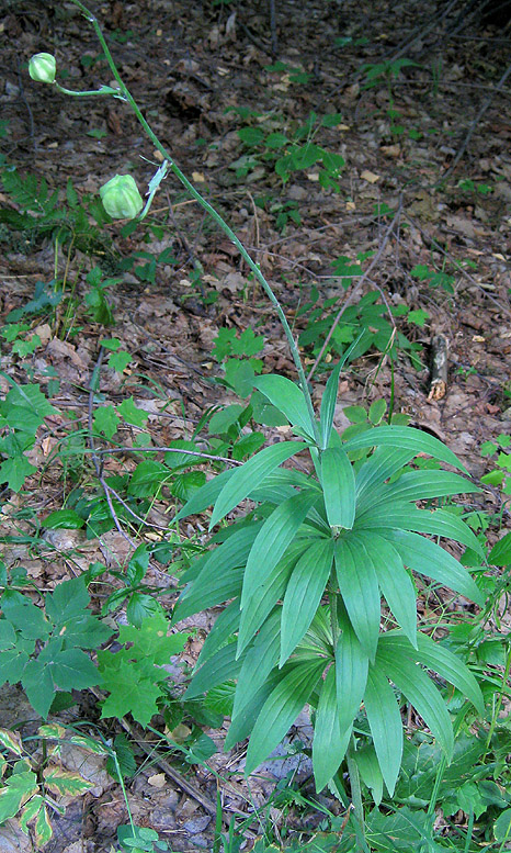 Изображение особи Lilium pilosiusculum.