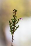 Calluna vulgaris. Верхушка цветущего растения. Ленинградская обл., Лужский р-н, окр. дер. Сяберо. 06.09.2014.