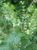 Scutellaria albida