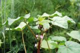 Malva variety neuroloma