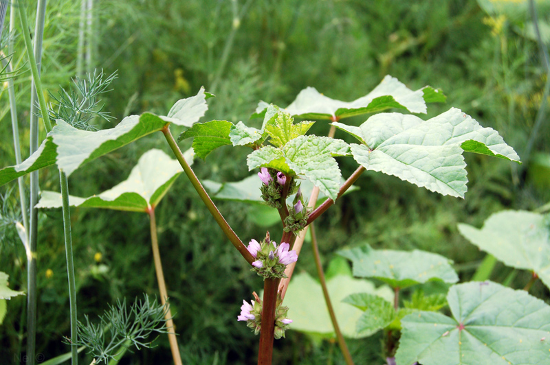 Image of Malva verticillata var. neuroloma specimen.