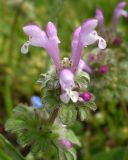 Lamium amplexicaule. Соцветие. Степь, Украина, апрель 2008 г.